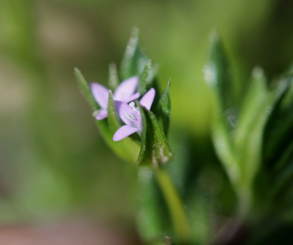 Sherardia arvensis